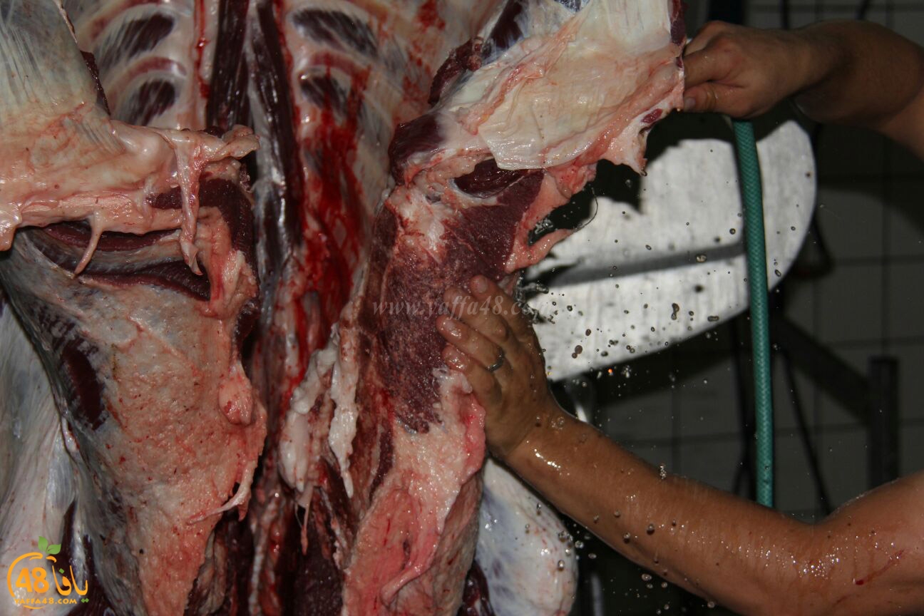 jam3iya yaffa 3ojolej (17).jpg